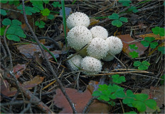 Дождевик съедобный