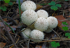 Дождевик съедобный