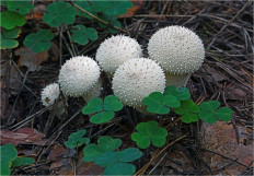 Дождевик съедобный