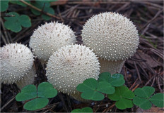 Дождевик съедобный