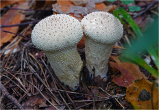 Дождевик съедобный