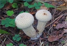 Дождевик съедобный