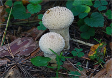 Дождевик съедобный