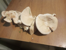 Гриб из Хотьково