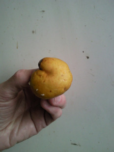 Гриб из Раменский ГО