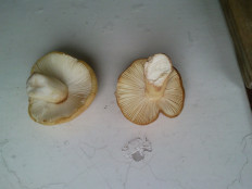 Гриб из Раменский ГО