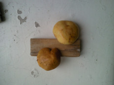 Гриб из Раменский ГО