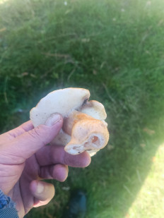 Гриб из Брест