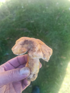 Гриб из Брест