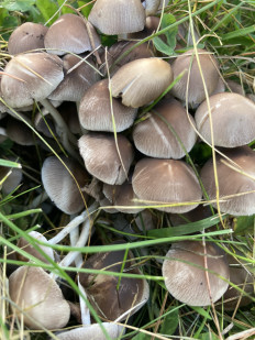 Гриб из Лунд