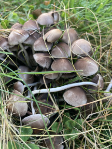 Гриб из Лунд