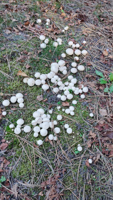 Гриб из Ставрополь