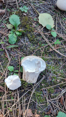 Гриб из Ставрополь