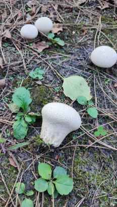 Гриб из Ставрополь