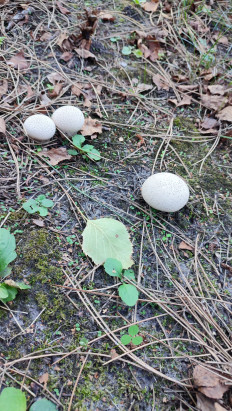 Гриб из Ставрополь