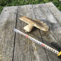 Гриб из Ярославская область, Петровское