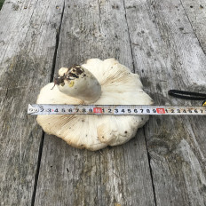 Гриб из Ярославская область, Петровское