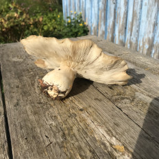 Гриб из Ярославская область, Петровское