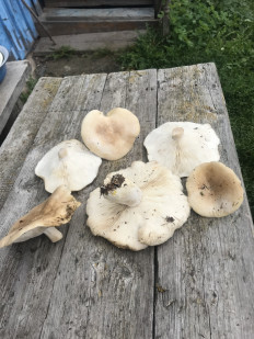 Гриб из Ярославская область, Петровское