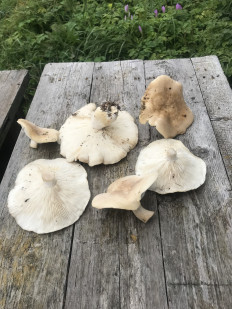 Гриб из Ярославская область, Петровское