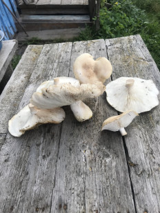 Гриб из Ярославская область, Петровское