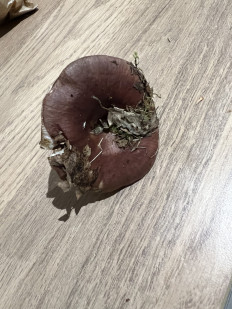 Гриб из GRASSE