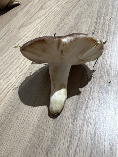 Гриб из GRASSE