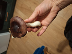 Гриб из Ирландия, Вэксфорд, лес Raven Point