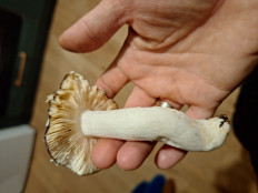 Гриб из Ирландия, Вэксфорд, лес Raven Point