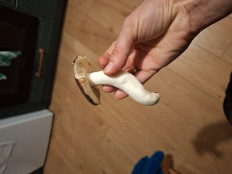 Гриб из Ирландия, Вэксфорд, лес Raven Point