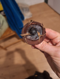 Гриб из Ирландия, Вэксфорд, лес Raven Point