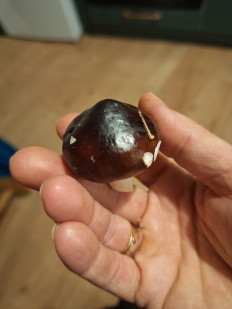 Гриб из Ирландия, Вэксфорд, лес Raven Point