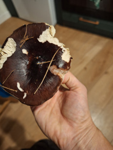 Гриб из Ирландия, Вэксфорд, лес Raven Point