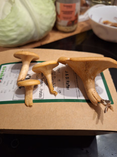 Гриб из Уэксфорд, Ирландия, лиственный лес