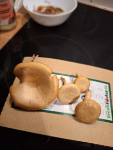 Гриб из Уэксфорд, Ирландия, лиственный лес