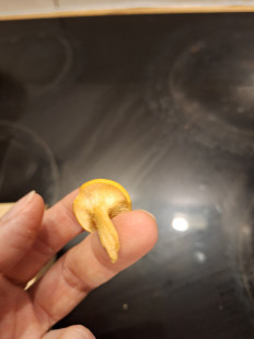 Гриб из Уэксфорд, Ирландия, лиственный лес