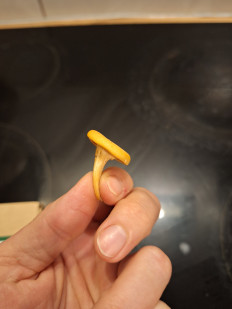 Гриб из Уэксфорд, Ирландия, лиственный лес