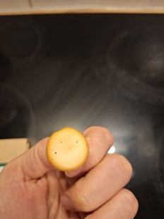 Гриб из Уэксфорд, Ирландия, лиственный лес