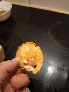 Гриб из Уэксфорд, Ирландия, лиственный лес