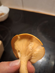 Гриб из Уэксфорд, Ирландия, лиственный лес