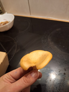 Гриб из Уэксфорд, Ирландия, лиственный лес