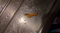 Гриб из Екатеринбург