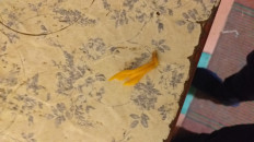 Гриб из Екатеринбург