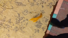 Гриб из Екатеринбург