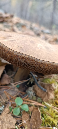 Гриб из Северо-Енисейский