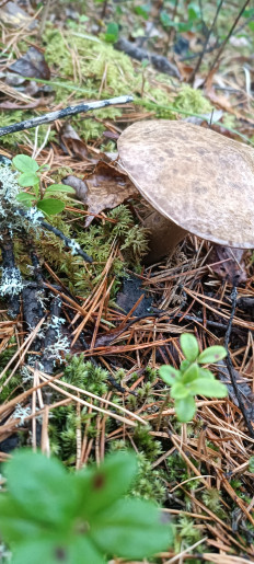 Гриб из Северо-Енисейский