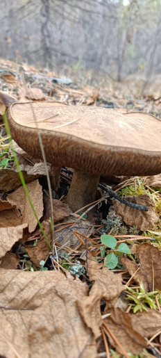 Гриб из Северо-Енисейский