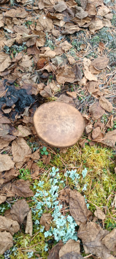 Гриб из Северо-Енисейский