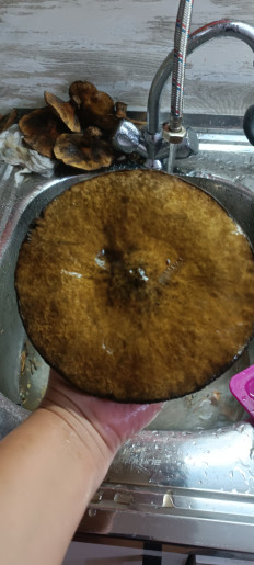 Гриб из Северо-Енисейский