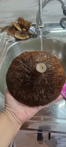 Гриб из Северо-Енисейский